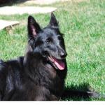 pastor-belga-groenendael