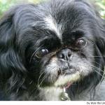pekines2