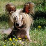 perro-crestado-chino2
