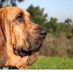 perro-de-san-huberto