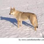 perro-lobo-checoslovaco