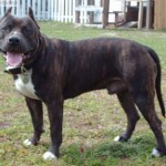 pittbul-terrier-americano2