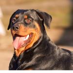 rottweiler1