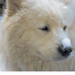 samoyedo