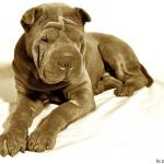 shar-pei