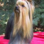 yorkshire-terrier2
