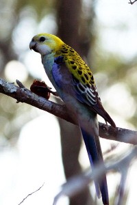 Rosella harinosa