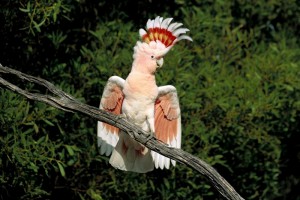 cacatúa Leadbeater