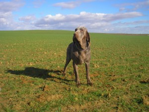 El perdiguero además de inteligente es el mayor representante de la nobleza canina española