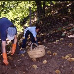 recogida de castañas