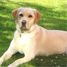 labrador adulto