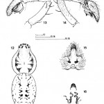 5-anyphaena_numida_-urones-et-al-1995
