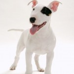 bullterrier