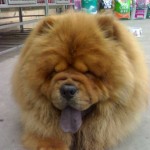 chowchow