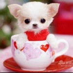 cup dog